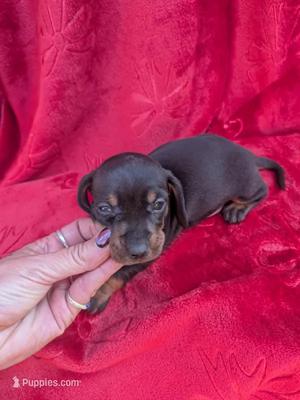 Spunky  – Miniature Dachshund puppy for sale in Tomah, WI