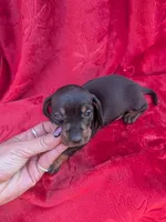 Spunky , a female Miniature Dachshund for sale in Tomah, WI – 1 of 3