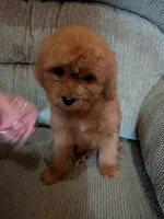 Dan, a male Cavapoo and Poodle - Toy  for sale in Kendall, WI – 3 of 3