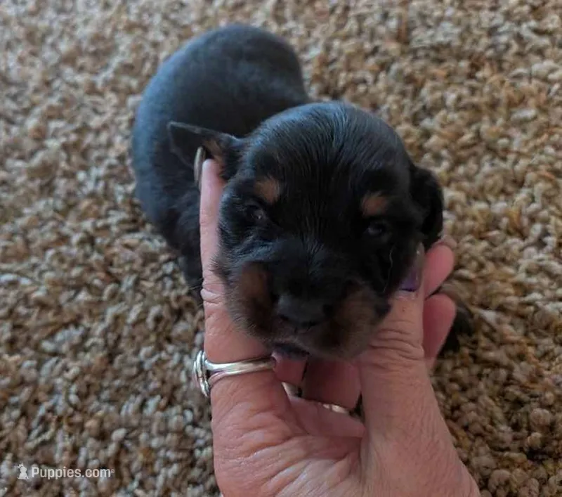 max – Miniature Dachshund puppy for sale in Kendall, WI
