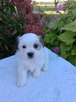 Dolly, a female Maltese and Shih Tzu for sale in Kendall, WI – 1 of 1