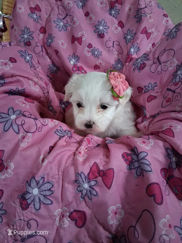 Peanut  – Maltese puppy for sale in Tomah, WI
