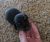 max, a male Miniature Dachshund for sale in Kendall, WI – 2 of 2