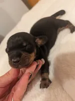Dillion, a male Dachshund for sale in Kendall, WI – 2 of 2