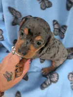 milo , a male Miniature Dachshund for sale in Kendall, WI – 2 of 3