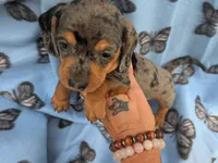 milo , a male Miniature Dachshund for sale in Kendall, WI – 3 of 3