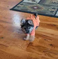 mork, a female Yorkshire Terrier for sale in Tomah, WI – 4 of 4