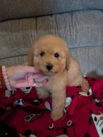 Sam, a male Cavapoo and Poodle - Toy  for sale in Kendall, WI – 2 of 3