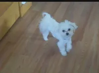 Peanut , a female Maltese for sale in Tomah, WI – 2 of 3