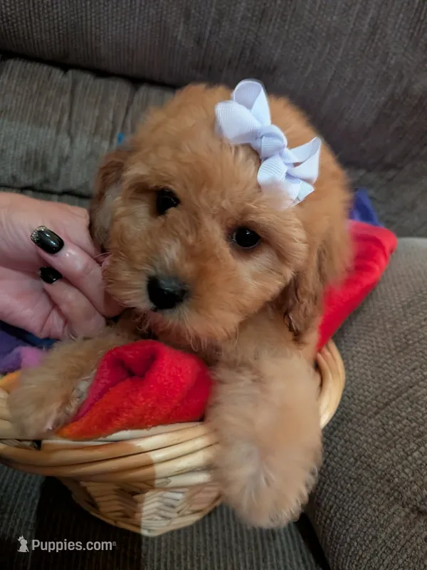 Pam – Cavapoo, Poodle - Toy  puppy for sale in Kendall, WI