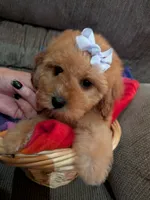 Pam, a male Cavapoo and Poodle - Toy  for sale in Kendall, WI – 1 of 2