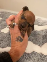 Max, a male Dachshund for sale in Kendall, WI – 2 of 2