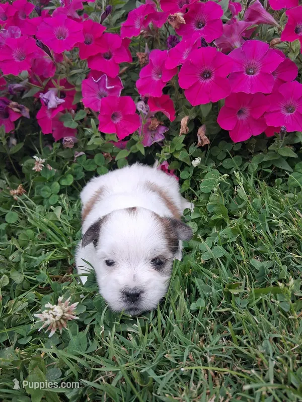 Dolly – Maltese, Shih Tzu puppy for sale in Kendall, WI