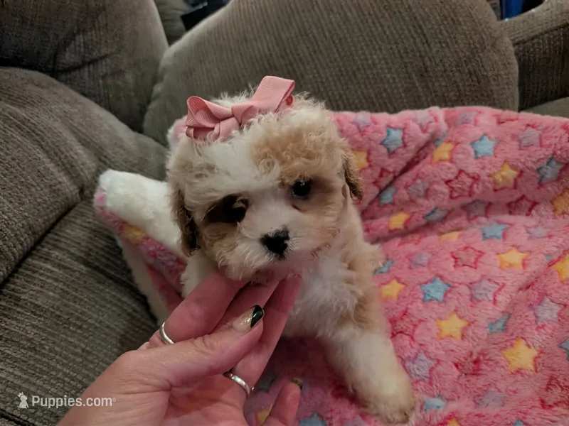 Missy – Cavapoo, Poodle - Toy  puppy for sale in Kendall, WI