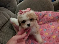 Missy, a male Cavapoo and Poodle - Toy  for sale in Kendall, WI – 1 of 3
