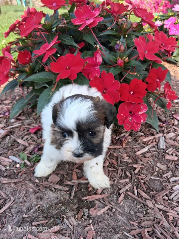 molly – Shih Tzu, Poodle - Toy  puppy for sale in Kendall, WI