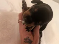 Oakley, a male Dachshund for sale in Kendall, WI – 2 of 2