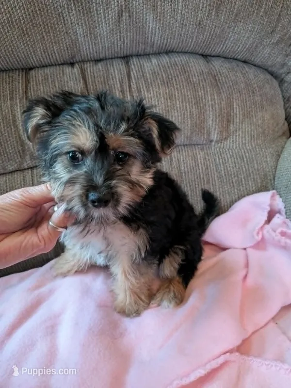 mork – Maltese, Yorkshire Terrier puppy for sale in Tomah, WI