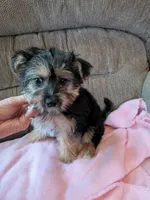 mork, a female Maltese and Yorkshire Terrier for sale in Tomah, WI – 1 of 1
