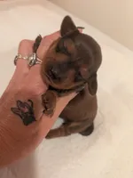 Toby, a male Dachshund for sale in Kendall, WI – 1 of 2