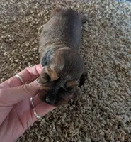 darcy, a female Miniature Dachshund for sale in Kendall, WI – 2 of 2