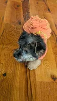 mork, a female Yorkshire Terrier for sale in Tomah, WI – 3 of 4