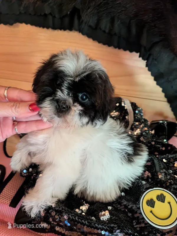 cupcake – Shih Tzu, Poodle - Toy  puppy for sale in Kendall, WI