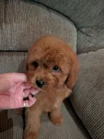 Dan, a male Cavapoo and Poodle - Toy  for sale in Kendall, WI – 2 of 3