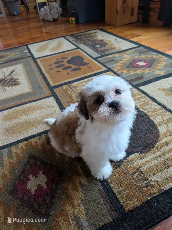 Rocky – Maltese, Shih Tzu puppy for sale in Kendall, WI