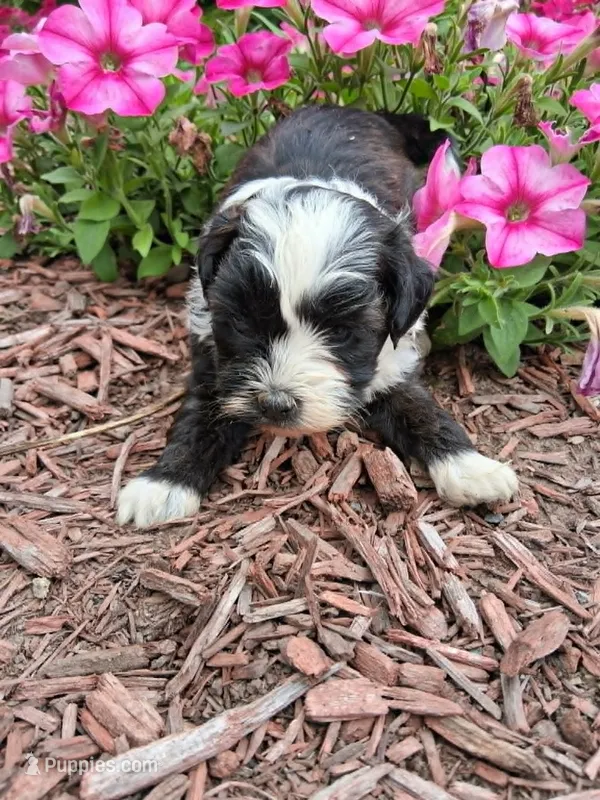 zoey – Shih Tzu, Poodle - Toy  puppy for sale in Kendall, WI