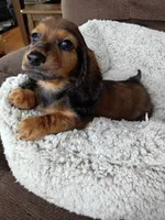 Dixxy, a female Dachshund for sale in Kendall, WI – 3 of 3