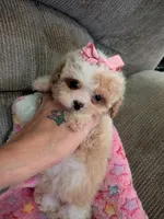 Missy, a male Cavapoo and Poodle - Toy  for sale in Kendall, WI – 2 of 3