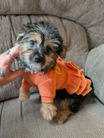 mork, a female Yorkshire Terrier for sale in Tomah, WI – 2 of 4