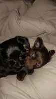 Murphy , a male Chihuahua for sale in Elkhart, IN – 4 of 5