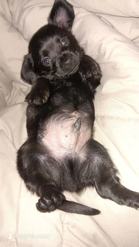 Murphy  – Chihuahua puppy for sale in Elkhart, IN