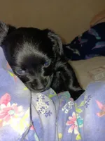 Murphy , a male Chihuahua for sale in Elkhart, IN – 5 of 5