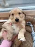 processed/aeaef18e-f869-401c-8676-457b249f0070/listing/ae7522a2-e1f0-4c3c-b705-d3f937aa5799/5f23652c-05e7-4e61-9339-246ca781621b