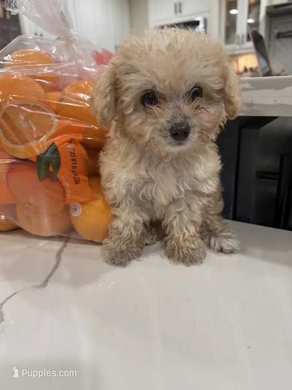 Graham  – Maltipoo puppy for sale in San Bernardino, CA
