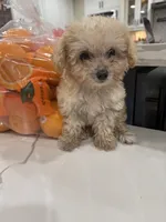 Graham , a male Maltipoo for sale in San Bernardino, CA – 1 of 8