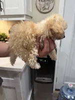 Graham , a male Maltipoo for sale in San Bernardino, CA – 5 of 8