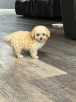 Graham , a male Maltipoo for sale in San Bernardino, CA – 4 of 8