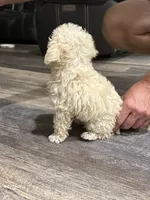 Marshmallow , a male Maltipoo for sale in San Bernardino, CA – 10 of 10