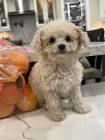 Marshmallow , a male Maltipoo for sale in San Bernardino, CA – 2 of 10