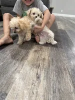 Graham , a male Maltipoo for sale in San Bernardino, CA – 6 of 8