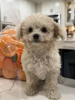 Marshmallow , a male Maltipoo for sale in San Bernardino, CA – 7 of 10