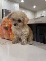 Graham , a male Maltipoo for sale in San Bernardino, CA – 3 of 8