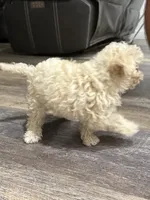 Marshmallow , a male Maltipoo for sale in San Bernardino, CA – 8 of 10