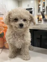 Marshmallow , a male Maltipoo for sale in San Bernardino, CA – 9 of 10