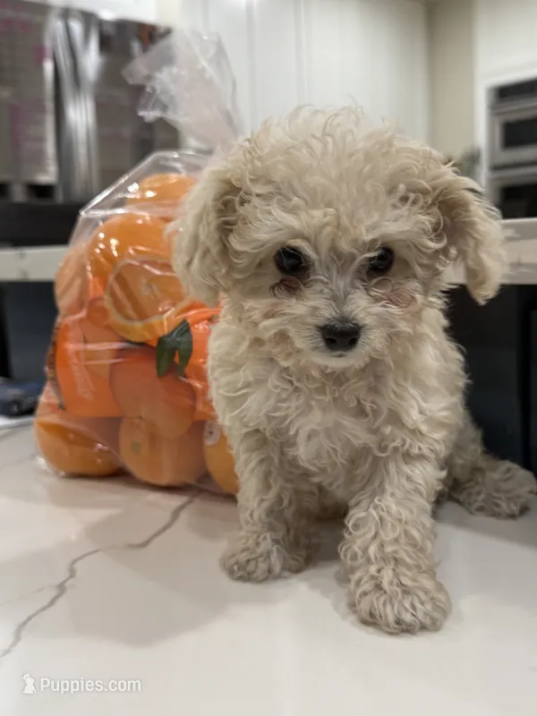 Marshmallow  – Maltipoo puppy for sale in San Bernardino, CA