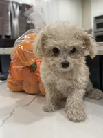 Marshmallow , a male Maltipoo for sale in San Bernardino, CA – 1 of 10